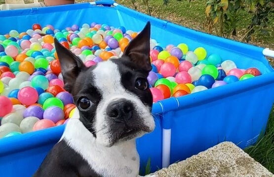 adiestramiento canino